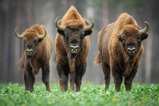 Bison Sanctuary, Vlad the Impaler Princely Court & Dracula Grave