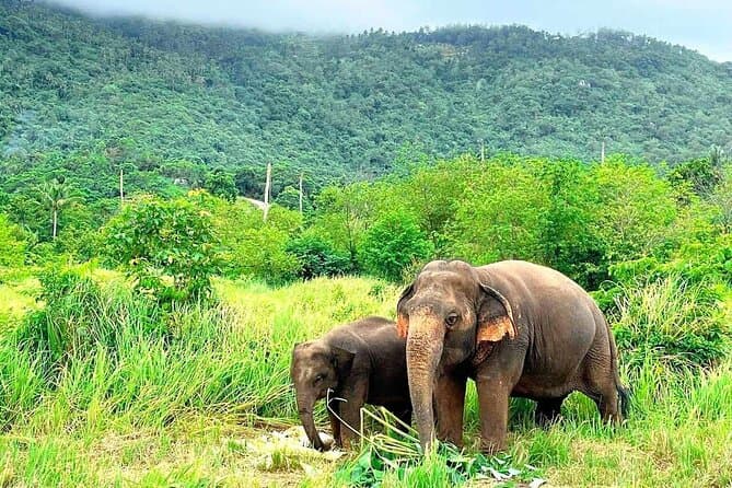 Ethical Elephant Sanctuary Experience in Koh Samui