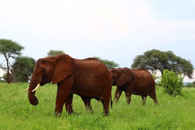 1 Day Tarangire National Park