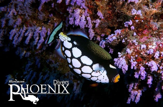 Compare Best Phuket Dive Tours