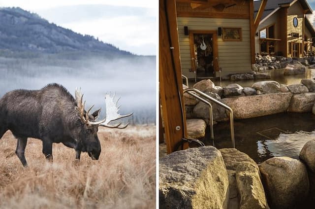 Guided Yukon Wildlife & Nordic Hot Springs Experience