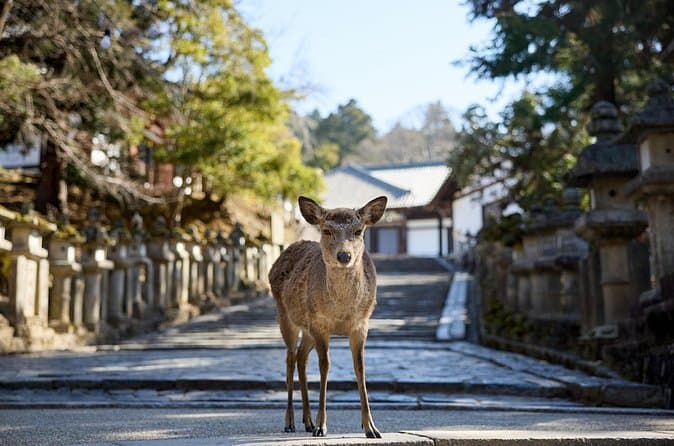 Compare Top Kyoto & Nara Day Tours