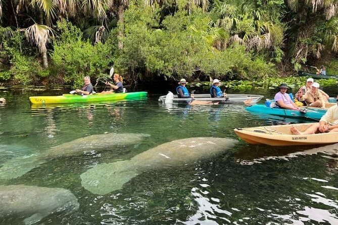 Manatee Kayak Tour in Daytona Beach