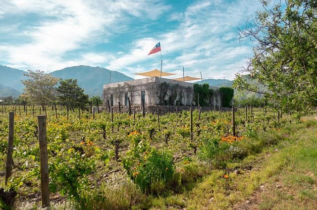 Tour to Maipo boutique wineries