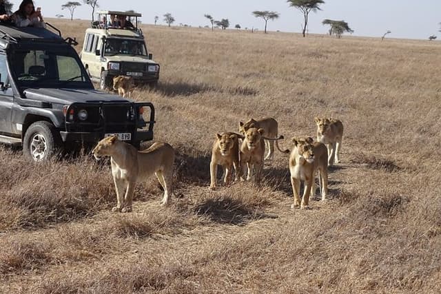 Private game drive safari Tour in Maasai Mara