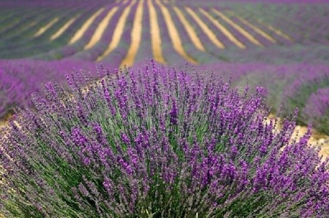 Guided Day Tour in the Lavender Fields in Provence