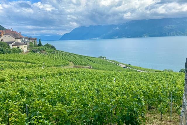 Gruyères, Cheese & Lavaux UNESCO Wine Private Tour | From Bern