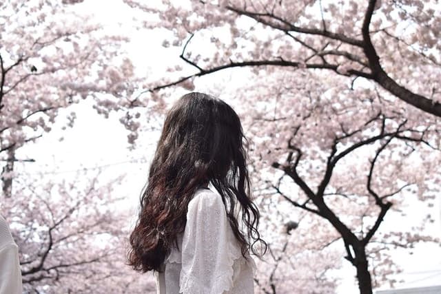(Hotel Pickup Small Vip) Cherry Blossom East Tour Jeju UNESCO