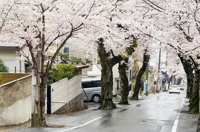 Private Unique Kobe Cherry Blossom Sakura Experience