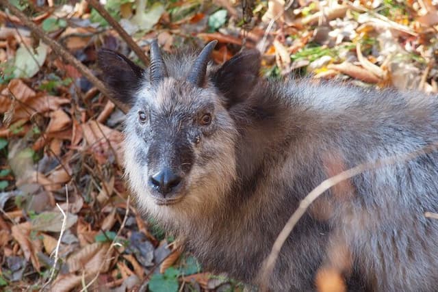 Japanese Serow Watching Tour