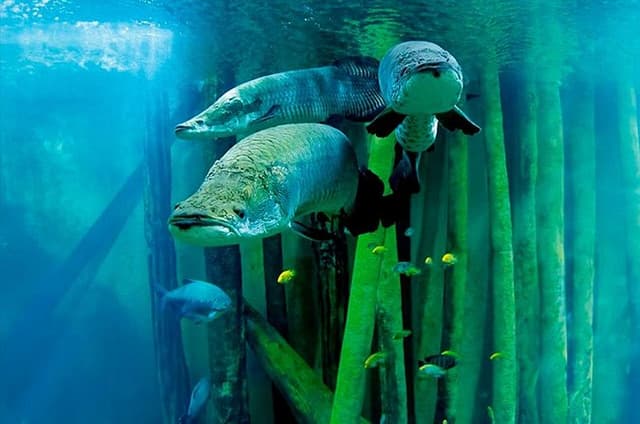Zaragoza Aquarium Admission Ticket
