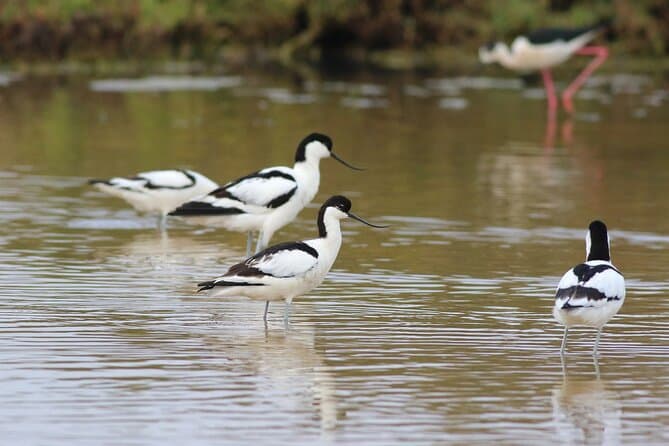 Best Portimao Birdwatching Experiences