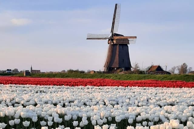 Private Off-the-beaten-path Tulip & Windmill Tour