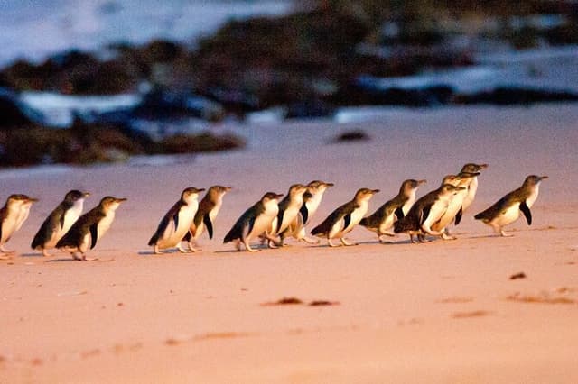 Small Group Tour of 2-7pax in Phillip Island & Churchill Island