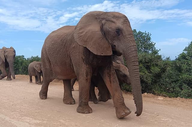 Addo Elephant National Park and Kragga Kamma Game Park