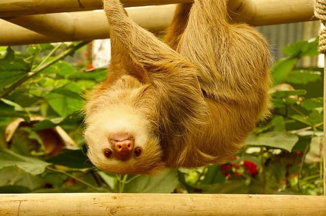Selvatura Sloth Habitat