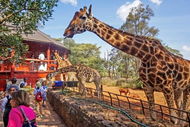 Giraffe Centre Tour