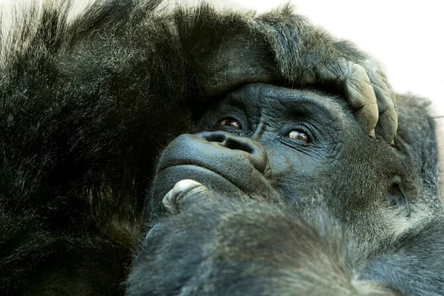 3 Day Private Gorilla and Safari Tour in Uganda