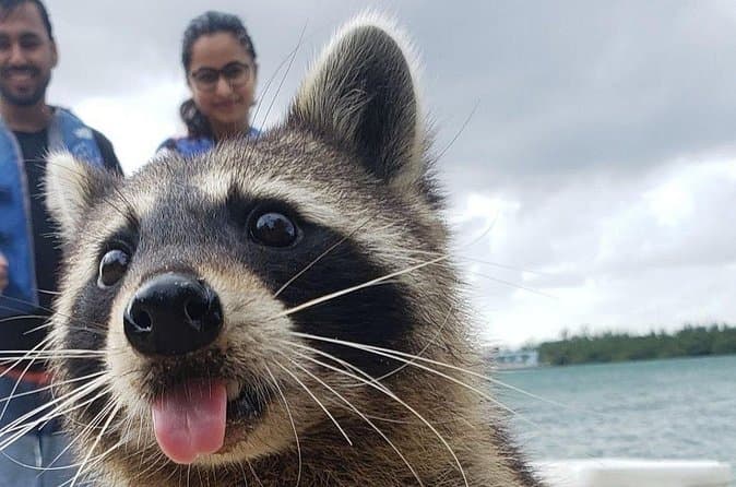 Miami Raccoon Island Tours & Adventures