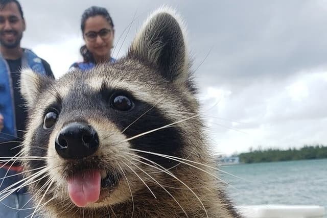 Raccoon Island Exploration on SUP/Kayak