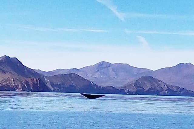 Blue Whale Watching in Loreto