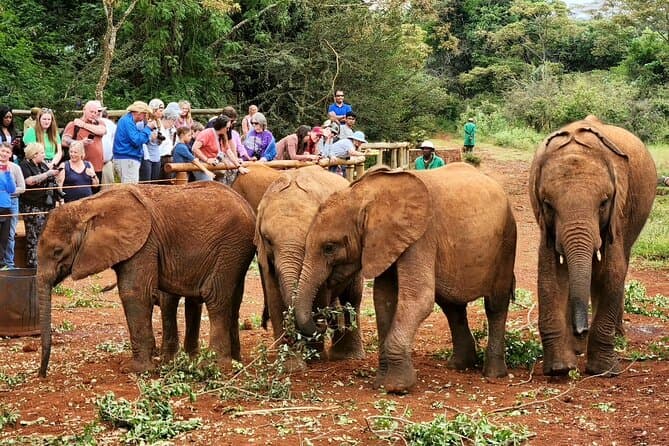 Giraffe Center & Elephant Orphanage Tour