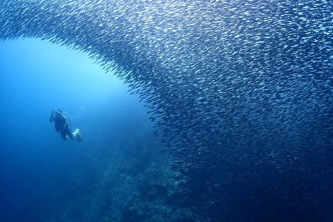 Compare Best Cebu Diving Tours & Packages