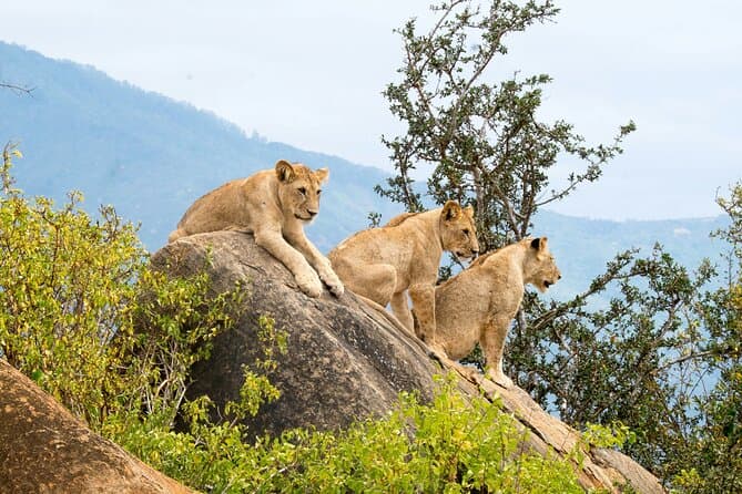 Tsavo East Safari from Diani Beach: Big Cats & Elephants