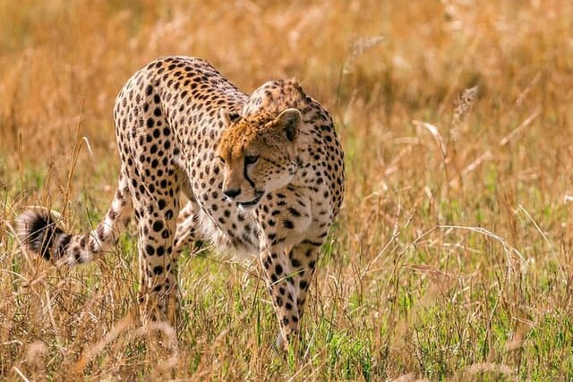 Morning or Evening Game Drive in Maasai Mara