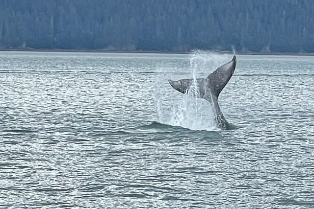 Whale Watching Adventure in Juneau
