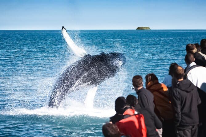 Húsavík Whale Watching