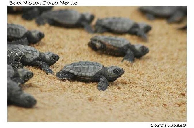 Watch Sea Turtles Nest Near Sal Rei