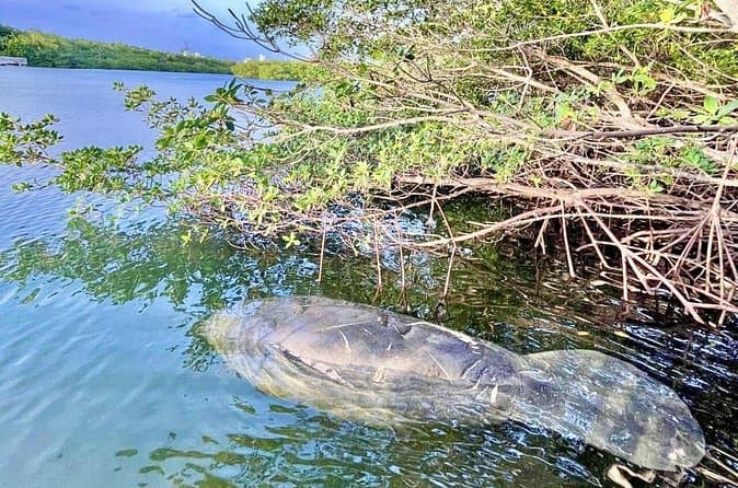 Best Dolphin & Manatee River Tours in Miami