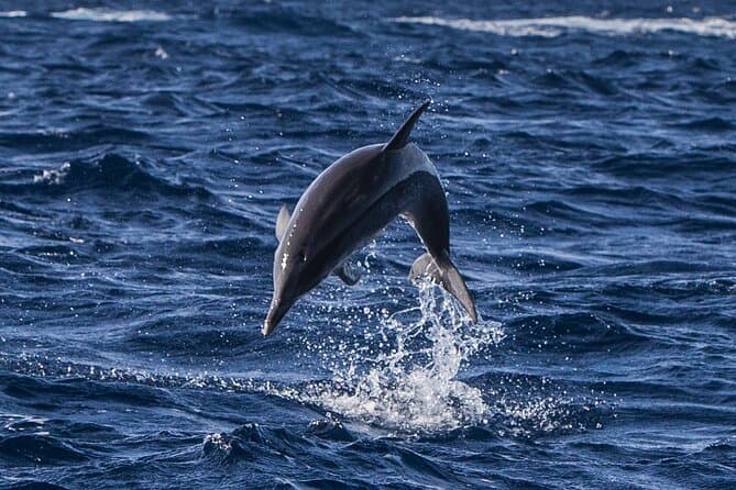 Unforgettable Whale Watching Adventures in Terceira