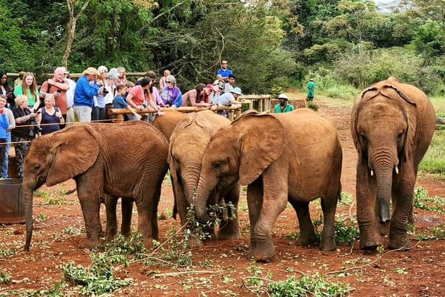 Elephants Orphanage & Giraffe Center Private Tour