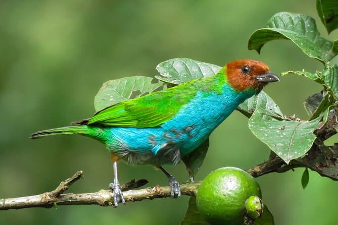 Birdwatching & Coffee Tour in Salento