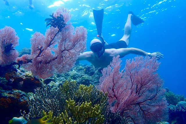 Snorkeling in Menjangan Island with Pickup and Lunch