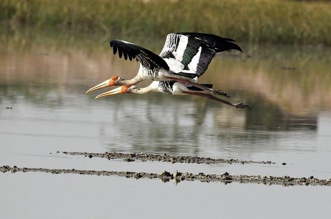 Compare Best Bharatpur Bird Sanctuary Tours