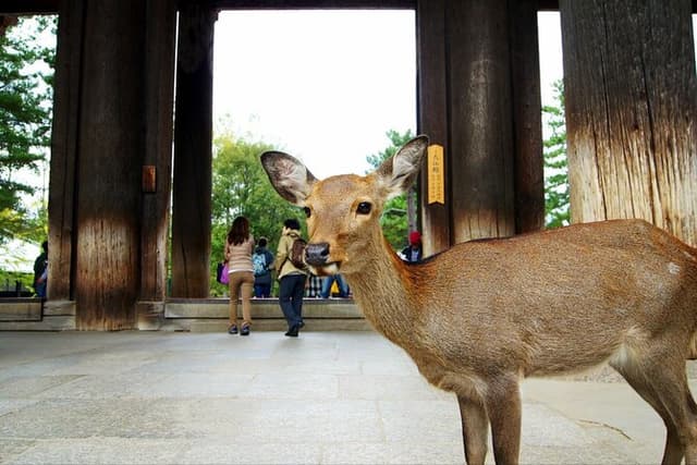 One Day Customizable car charter in Nara (No guide, 10hrs)