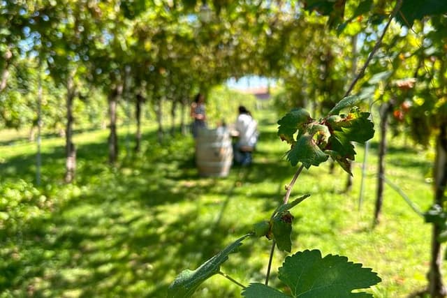 2 Guests Private Prosecco Road Tour All Inclusive from Conegliano