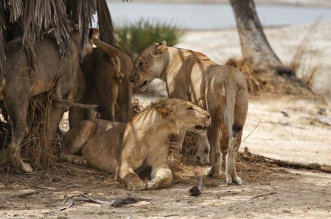 Compare Top Nyerere Safari Tours from Dar es Salaam