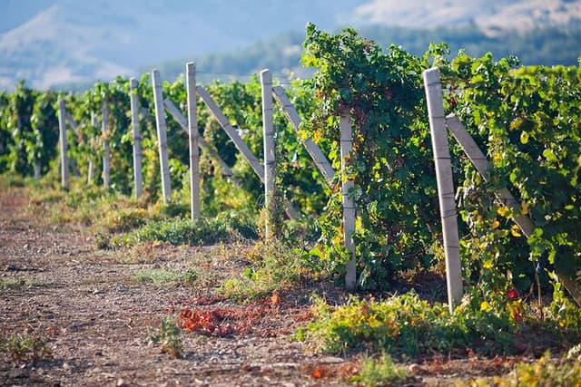 Ica Wine and Pisco Tasting Tour