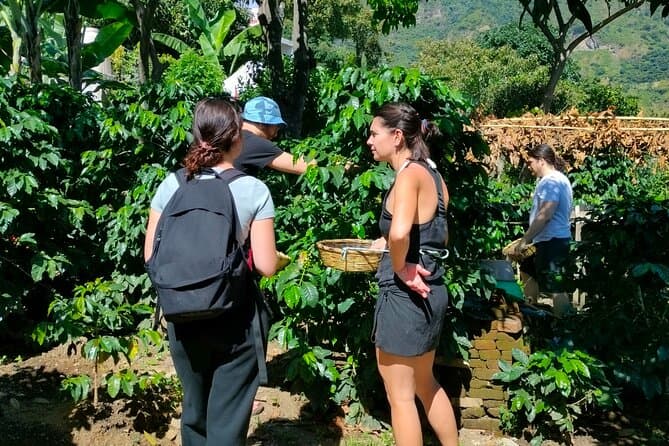 Top-Rated Coffee Experiences at Lake Atitlán