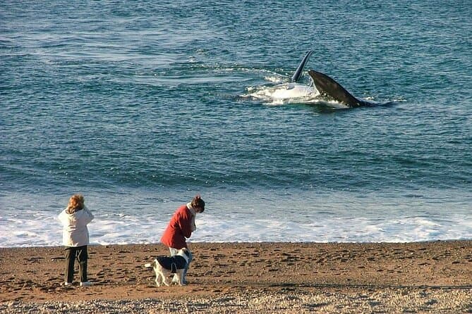 Unforgettable Whale Watching Adventures in Puerto Madryn