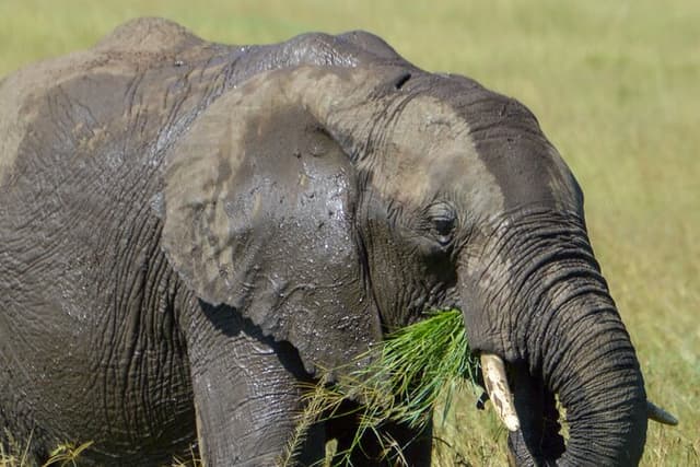 Masai Mara Daily Game drives
