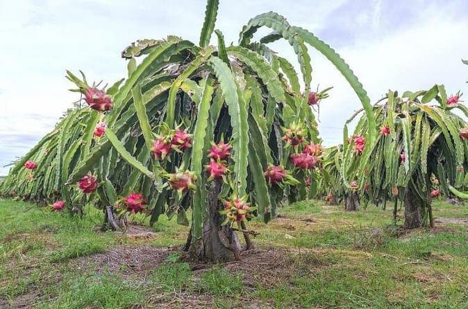 Heraklion Dragon Fruit Farm Experiences