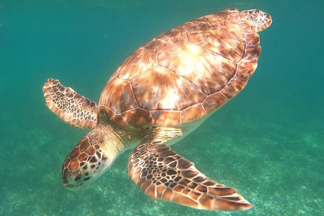 Best Costa Maya Snorkeling Tours & Marine Adventures