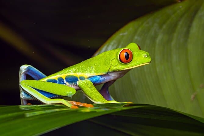 Magical Nighttime Wildlife Tour in La Fortuna Mistico