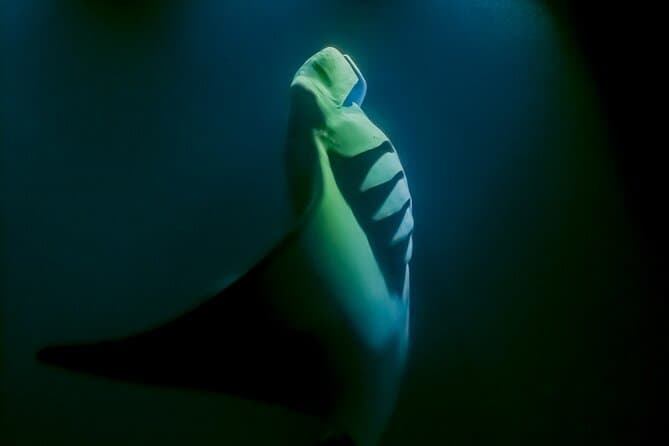 Manta Ray Night Snorkel