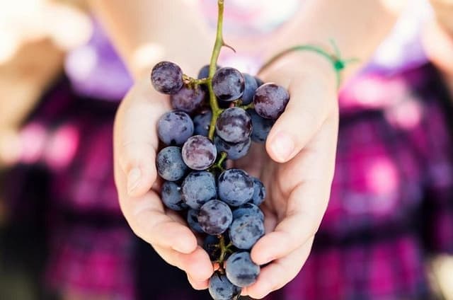 Wine Tasting & Art Tour from Nice